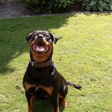 Rottweiler Clair (R.I.P 2010)