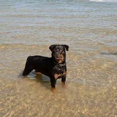 Rottweiler Clair (R.I.P 2010)