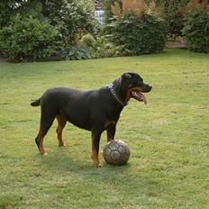 Rottweiler Clair (R.I.P 2010)