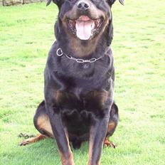 Rottweiler Tyson ( R.I.P 2/10-2013)