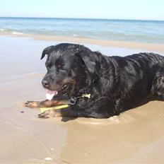 Rottweiler Tyson ( R.I.P 2/10-2013)