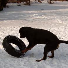 Rottweiler Tyson ( R.I.P 2/10-2013)