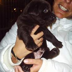 Labrador retriever Zuma