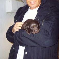 Labrador retriever Zuma