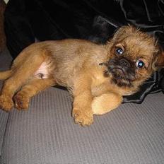Griffon bruxellois Bacon