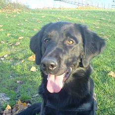 Blanding af racer Gustav