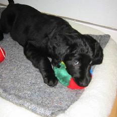 Blanding af racer Gustav