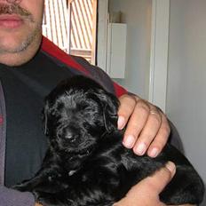 Blanding af racer Gustav