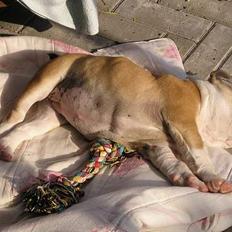 Engelsk bulldog Atilla