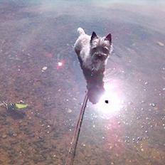 Blanding af racer Milou