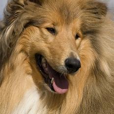 Collie langhåret Gimli