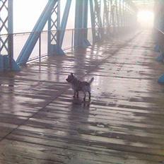 Blanding af racer Milou