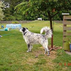 Blanding af racer Skuggi  R.I.P 5 marts 08