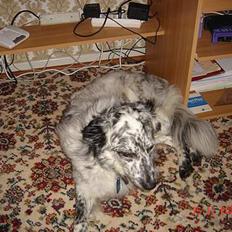 Blanding af racer Skuggi  R.I.P 5 marts 08
