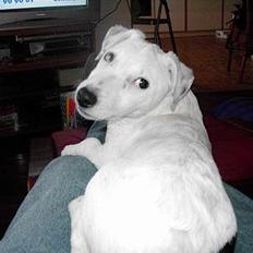 Jack russell terrier Bølle