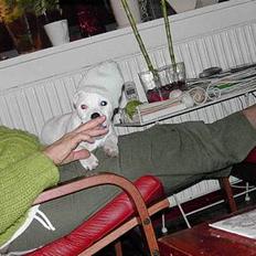 Jack russell terrier Bølle