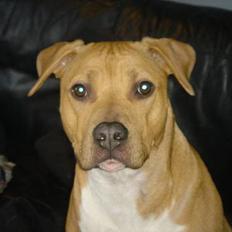 Amerikansk staffordshire terrier Nala