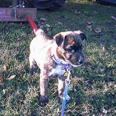 Blanding af racer Iggy (Mickey)