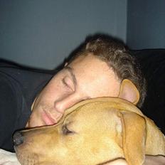 Amerikansk staffordshire terrier Nala