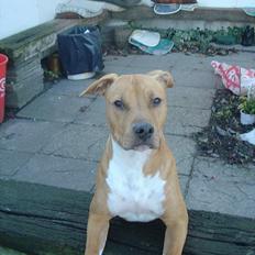 Amerikansk staffordshire terrier Nala