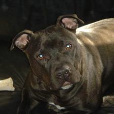 Amerikansk staffordshire terrier Nero