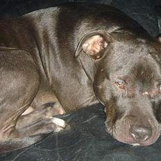 Amerikansk staffordshire terrier Nero