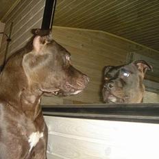 Amerikansk staffordshire terrier Nero