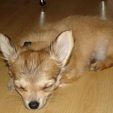 Chihuahua Elvis