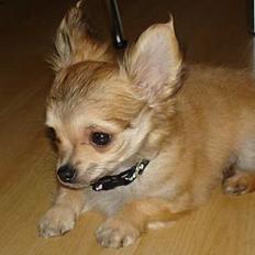 Chihuahua Elvis