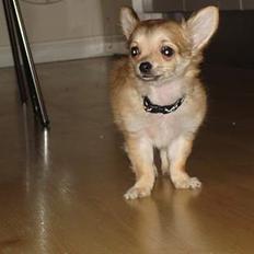 Chihuahua Elvis