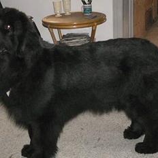 Newfoundlænder Clair