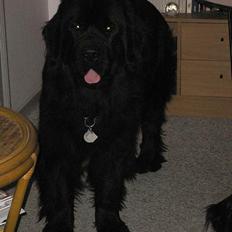 Newfoundlænder Clair