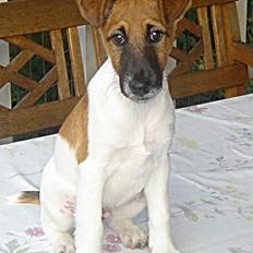 Glathåret foxterrier Egelykke Artie