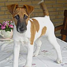 Glathåret foxterrier Egelykke Artie