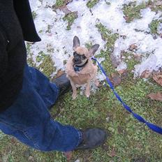 Chihuahua Nico *07.09.*