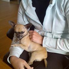 Chihuahua Nico *07.09.*