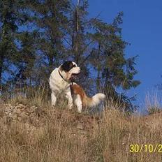 Sankt bernhardshund zoomorfs Fatima/Bella