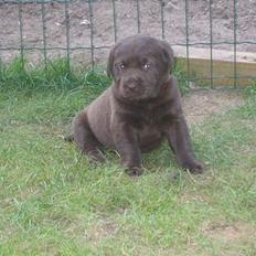 Labrador retriever Bella 