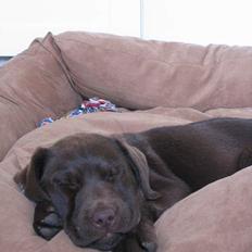 Labrador retriever Bella 