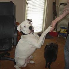 Amerikansk bulldog Congo