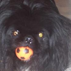 Pekingeser Mahjongs   Sjuss Død.