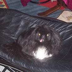 Pekingeser Mahjongs   Sjuss Død.