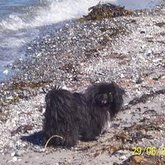 Pekingeser Mahjongs   Sjuss Død.