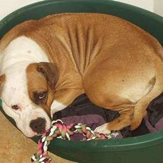 Amerikansk staffordshire terrier Spirit