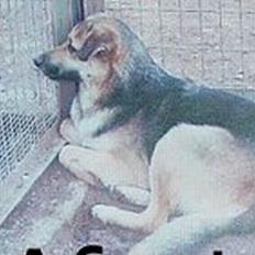 Schæferhund Græske Balou  Død.