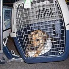 Schæferhund Græske Balou  Død.