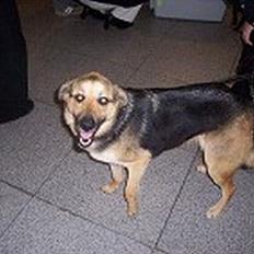 Schæferhund Græske Balou  Død.