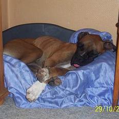 Boxer Græske Arthur