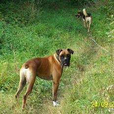 Boxer Græske Arthur