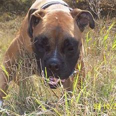 Boxer Græske Arthur